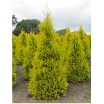 Tūja "Golden Brabant" 60-80 cm