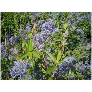 Ceanothus x delianus Gloire de Versailles-Lilla ca