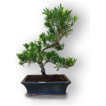Buddhist pine bonsai, Ref. 8088