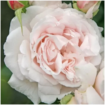 Rozā - dobes floribundroze - intensīvi smaržīga ro