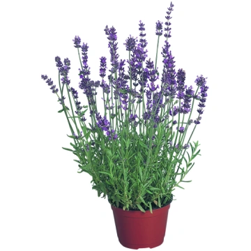 Lavandula angustifolia Munstead Variety | A.M. ozo