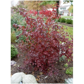 Physocarpus opulifolius 'Summer Wine' (I