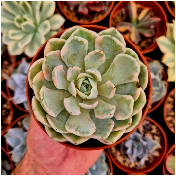 Echeveria elegans variegated Donsuculentas