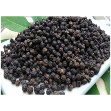 Black pepper / Pipars melnais (Piper nigrum), esse