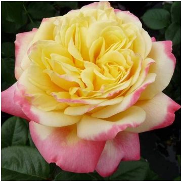 Kordes’ Jubilee