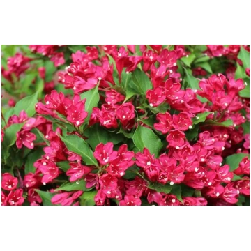 WEIGELA - RED PRINCE