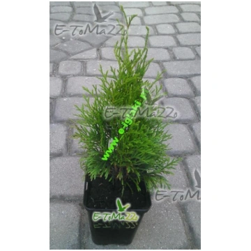 Thuja | cena no 1 - 2.lapa - Ienc un ietaupi ar Salidzini.lv