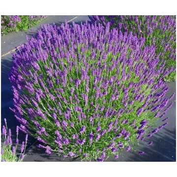 Lavandula latifolia