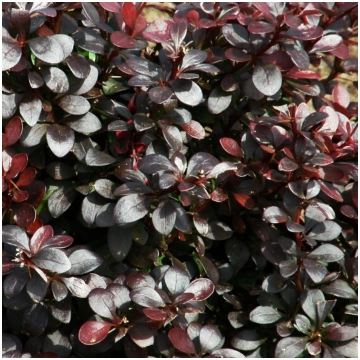 Berberis thunbergii 'Dart's Purple'