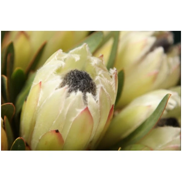 Protejas | Protea tacito