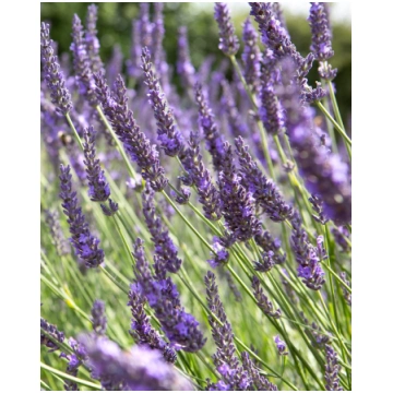 Lavandula angustifolia Grosso | A.M. ozoli
