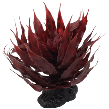 agave augs