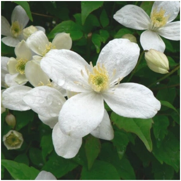 Klematis Alba 2L