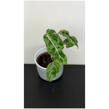 Philodendron Gloriosum Snow Leopard Augi-Plants