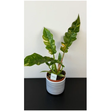 Philodendron 'Ring of Fire' Augi-Plants