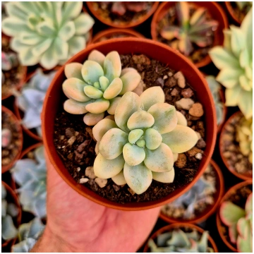 Graptosedum "Luoshen" variegated Donsuculentas