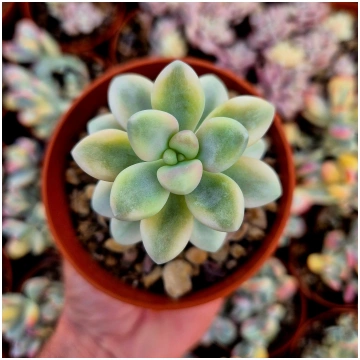 Graptosedum "Ellen" variegated Donsuculentas