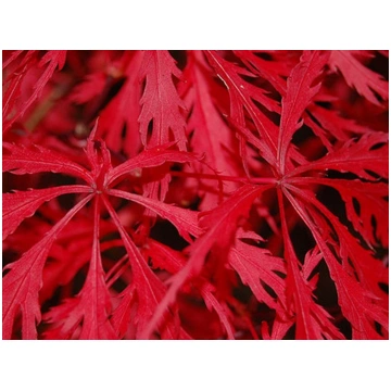 Acer palmatum Dissectum Garnet-Acero giapponese Do