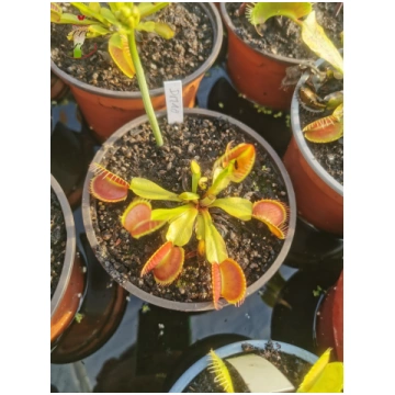 DM10 Dionaea muscipula -- “Charly Mandon's Sp