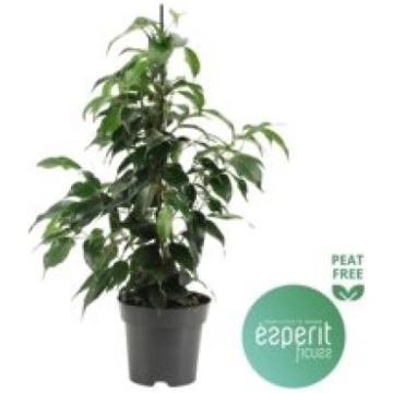 Telpaugi Ficus benj. "Danielle"(fikuss)