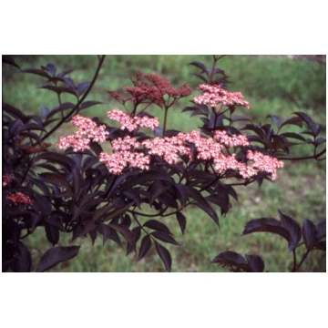 Melnais plūškoks šķ. - Sambucus Nigra “Black Beaut