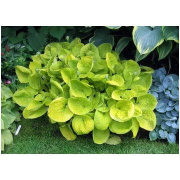 Hosta Maui Buttercups