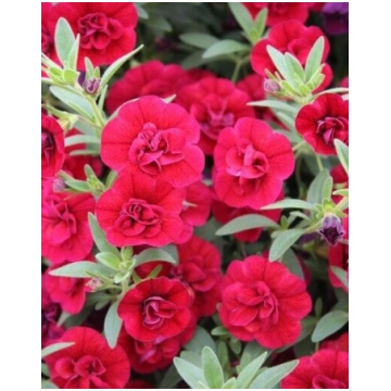 Kalibrahoja Superbells Double Ruby