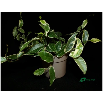 Ficus radicans (sagittata) "Variegata" Hobby Jungl
