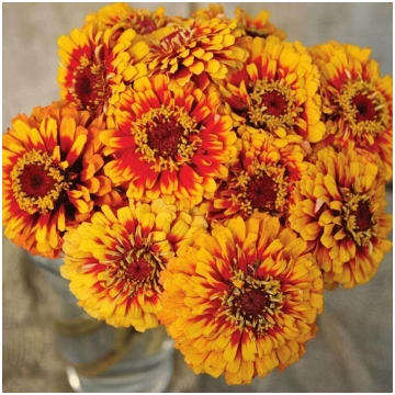 Gleznā cīnija 'Macarenia' (Zinnia elegan