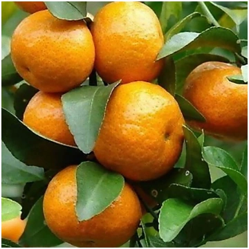 Mandarīna ēteriskā eļļa (Citrus Reticulata) - 10ml