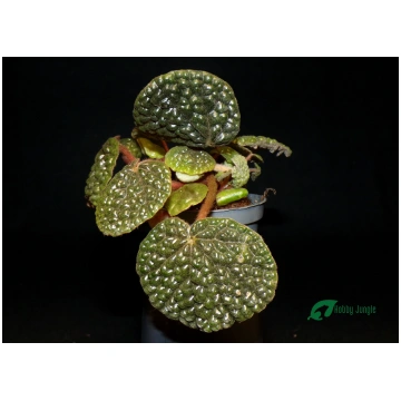 Begonia bullatifolia - Medium