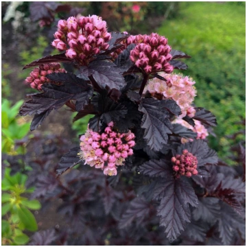 Fizokarps, irbeņlapu ,,Panther,, /Physocarpus opul