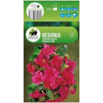 BEGONIJAS PINK SVOGŪN._PAVASAR
