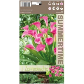 KALLAS GARNET GLOW SVOGŪN._PAVASAR