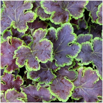 HEUCHERELLA Solar Eclipse