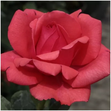 Sarkana - Tējhibrīdroze - intensīvi smaržīga roze 