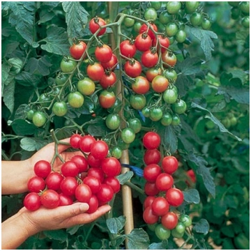 CHERRY TOMĀTI BALKONZAUBER