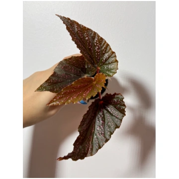 Begonia Pink Spot Augi-Plants