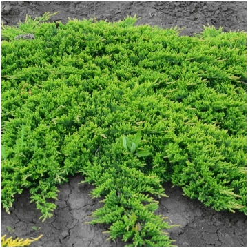 Juniperus horizontalis 'Pricne of Wales'
