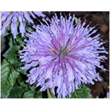 Monarda dvīņziedu 'Blue Moon', Monarda d