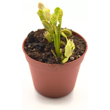Dionaea Muscipula "Barbed Wire" (Caput Mundi Labs)