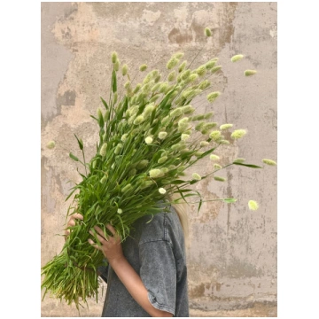 Lagurus ovatus Bunny | Bunny Tail Grass