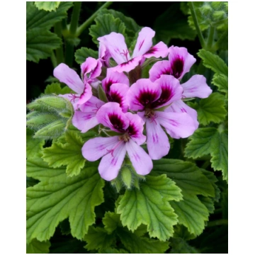 Pelargonium crispum (smaržlapu) Orange Fizz | A.M.