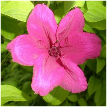 Clematis Kardināls Višinskis (lielziedu) 4L pods