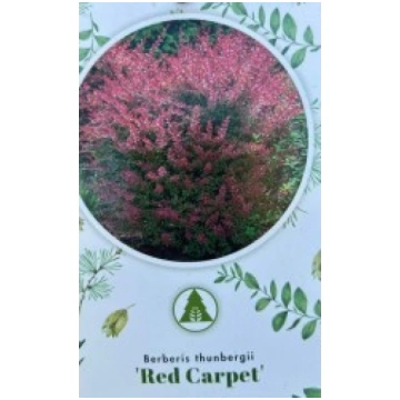 TUNBERGA BĀRBELE RED CARPET KITI UŽSIENIO