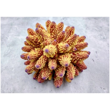 Rose Yellow FAUX Finger Staghorn Coral Acropora Hu