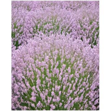Lavandula angustifolia Rosea | A.M. ozoli
