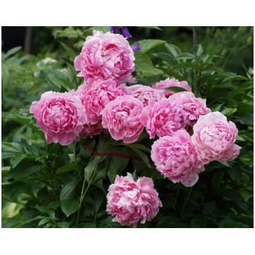 Sarah Bernhardt peonija