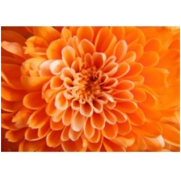 Fototapetes Oranža zieds