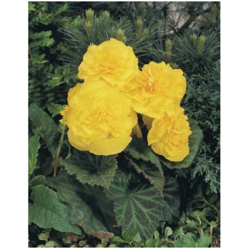 Begonia thuberhybrida "Nonstop Yellow" 250 sēklas 